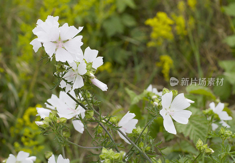 锦葵(Malva moschata)